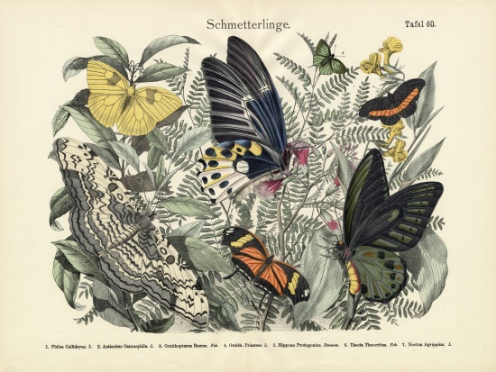 Butterflies, c.1860 von German School, (19th century)