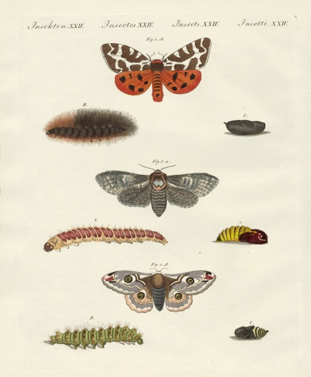 Butterflies -- night butterflies von German School, (19th century)