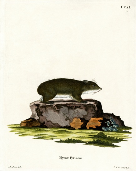 Cape Hyrax von German School, (19th century)