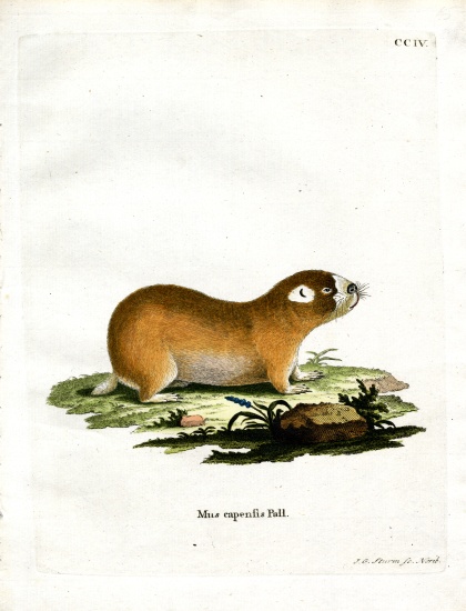 Cape Mole Rat von German School, (19th century)