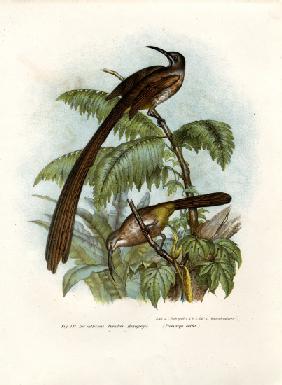 Cape Sugarbird 1864