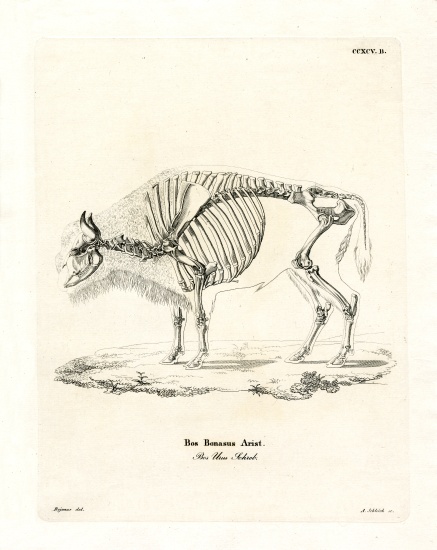 Cattle Skeleton von German School, (19th century)