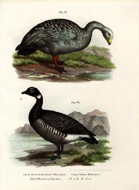 Cereopsis Goose 1864