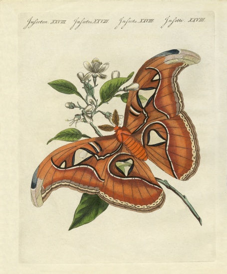 Chinese butterflies von German School, (19th century)