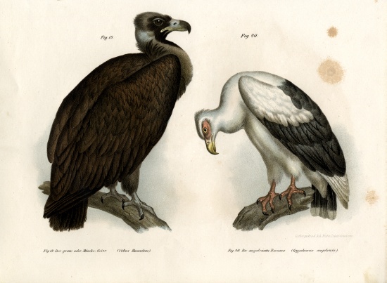 Cinereous Vulture von German School, (19th century)