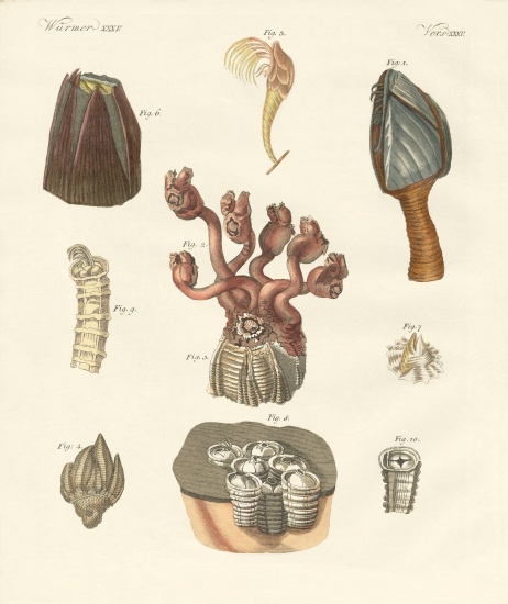 Cirrhipodas, Bristleworms or brachiopods von German School, (19th century)