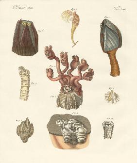 Cirrhipodas, Bristleworms or brachiopods