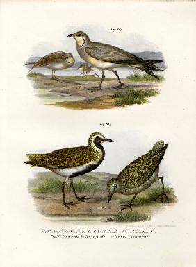 Collared Pratincole 1864