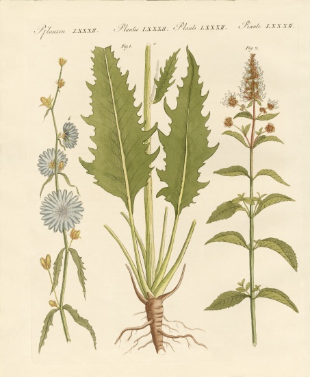 Commercial and medical plants von German School, (19th century)