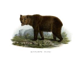 Common Bear 1860