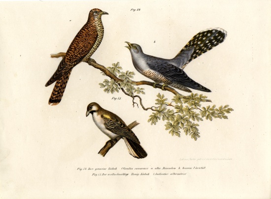 Common Cuckoo von German School, (19th century)