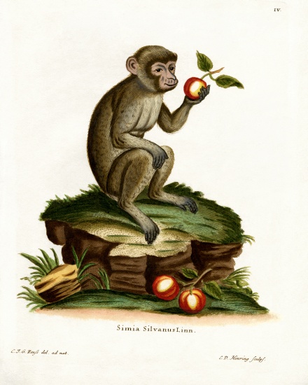 Common Macaque von German School, (19th century)