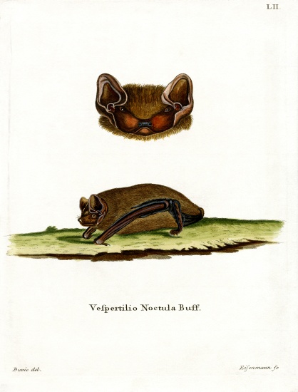 Common Noctule Bat von German School, (19th century)