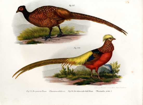 Common Pheasant von German School, (19th century)