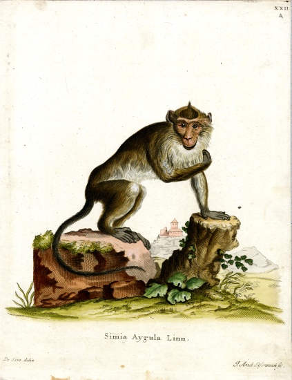 Crab-eating Macaque von German School, (19th century)