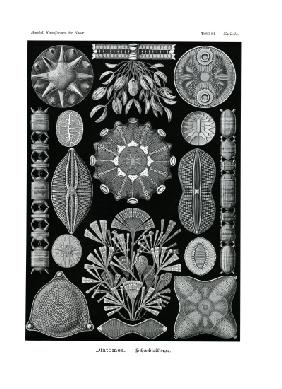 Diatomea 1899-1904