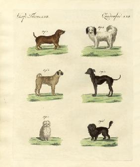 Different kinds of dogs