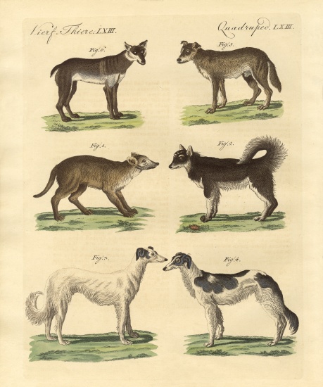 Different kinds of dogs von German School, (19th century)