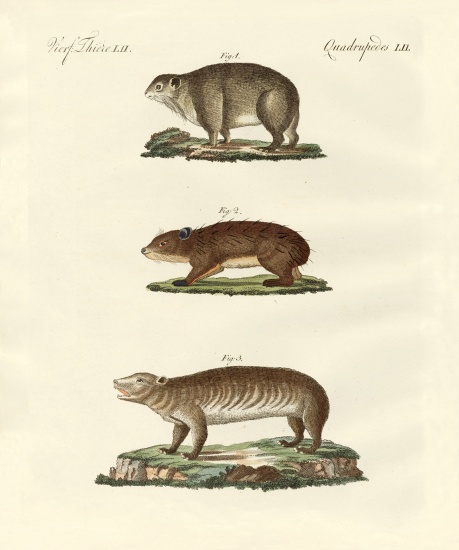 Different kinds of fat animals von German School, (19th century)