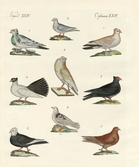 Different kinds of pigeons von German School, (19th century)
