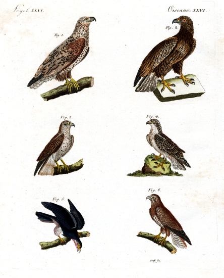 Different kinds of raptors von German School, (19th century)