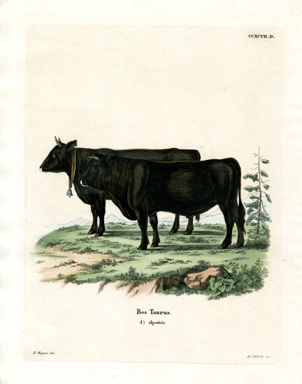 Domestic Cattle von German School, (19th century)