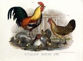 Domestic Fowl 1864