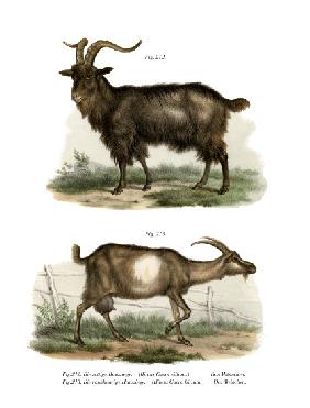 Domestic Goat 1860