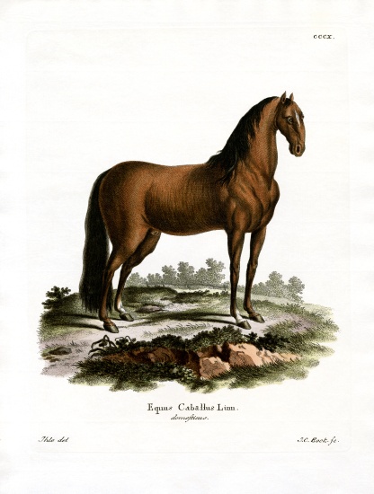 Domestic Horse von German School, (19th century)