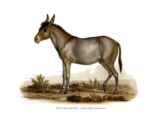 Donkey von German School, (19th century)