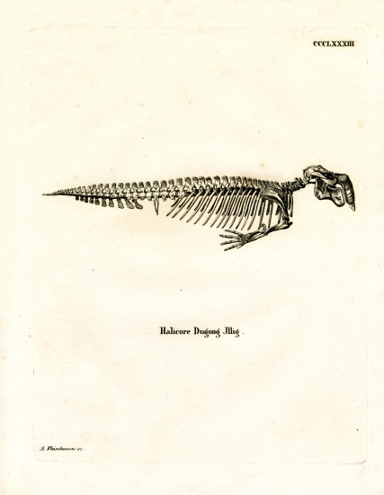 Dugong Skeleton von German School, (19th century)