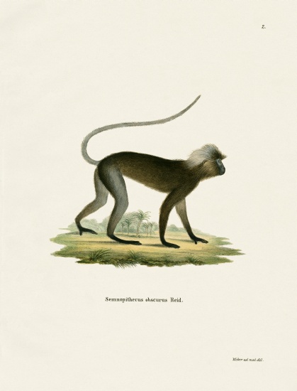 Dusky Leaf Monkey von German School, (19th century)