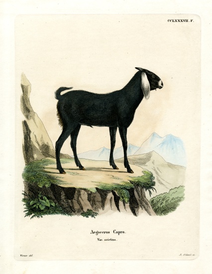 Egyptian Goat von German School, (19th century)