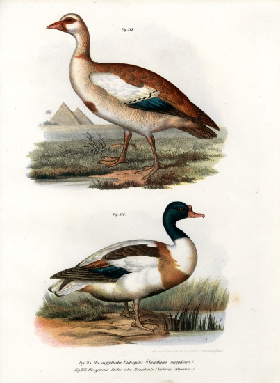 Egyptian Goose von German School, (19th century)