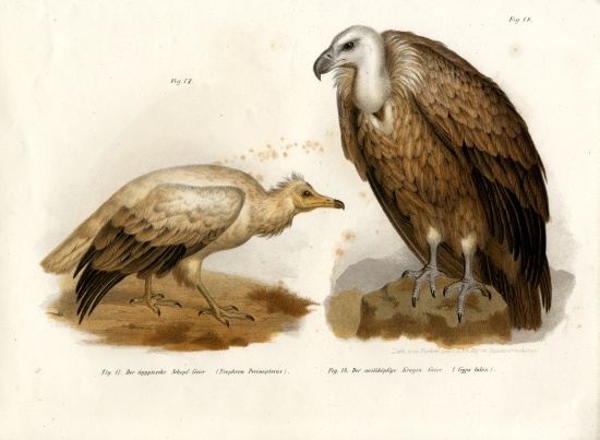 Egyptian Vulture von German School, (19th century)
