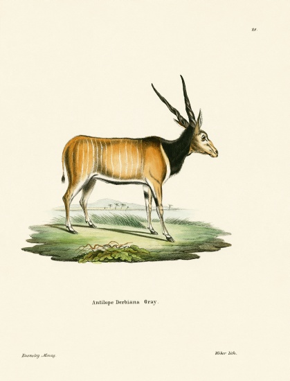 Eland Antelope von German School, (19th century)
