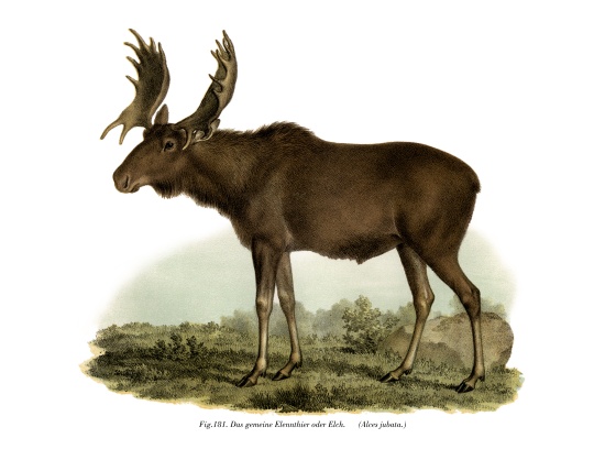 Elk von German School, (19th century)