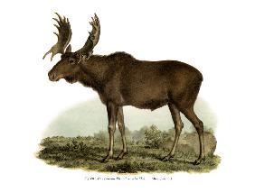Elk 1860