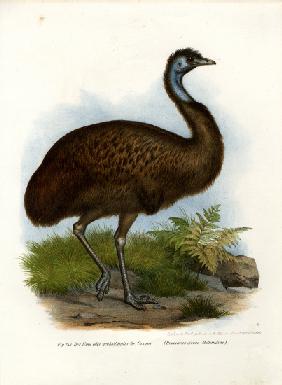 Emu 1864