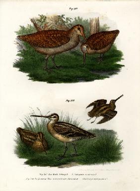 Eurasian Woodcock 1864