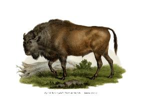 European Bison 1860