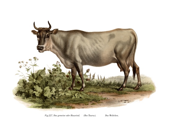 European cattle von German School, (19th century)
