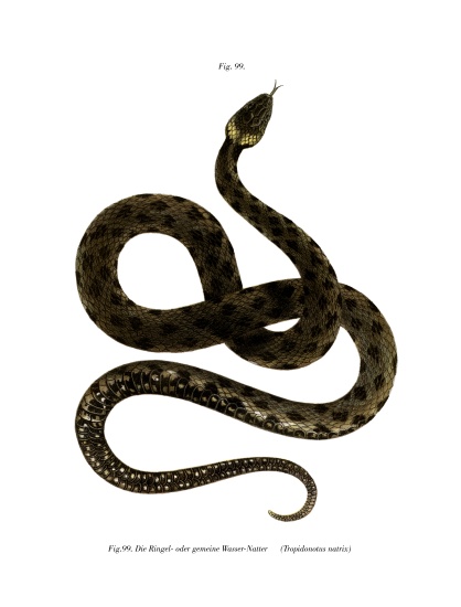 European Grass Snake von German School, (19th century)