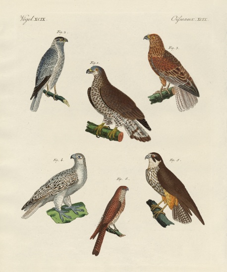 Excellent hawks of Germany von German School, (19th century)