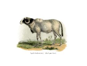 Fezzan-Sheep 1860