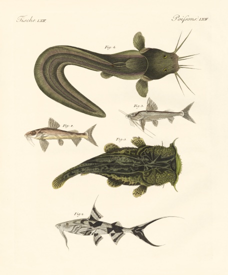 Fish from Bengali von German School, (19th century)