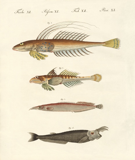 Fish with a strange form von German School, (19th century)