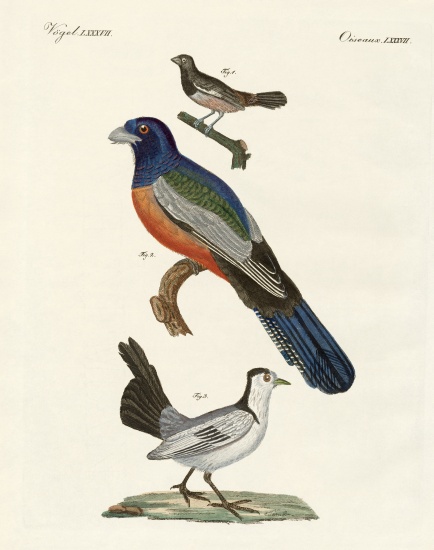 Foreign birds von German School, (19th century)