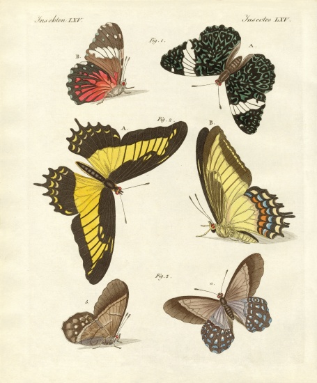 Foreign butterflies von German School, (19th century)