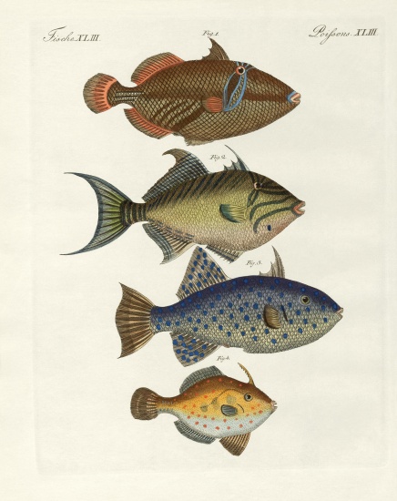 Foreign fish von German School, (19th century)